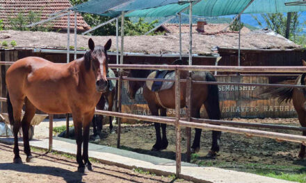 Equestrian center Zdravec – Skravena