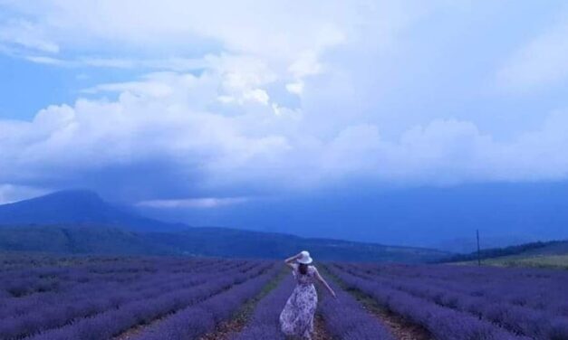Lavender plantations – Tamnjanica