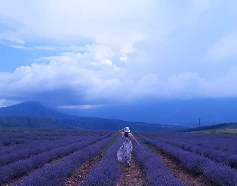 Lavender plantations – Tamnjanica